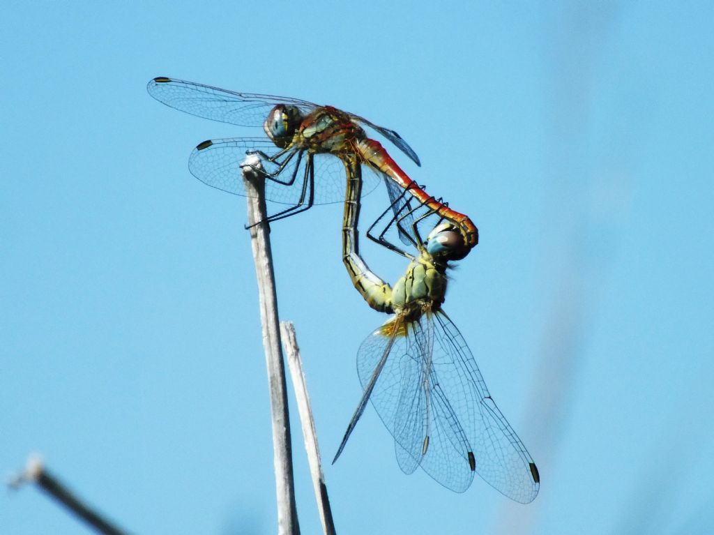 Sympetrum fonscolombii photo-shoot