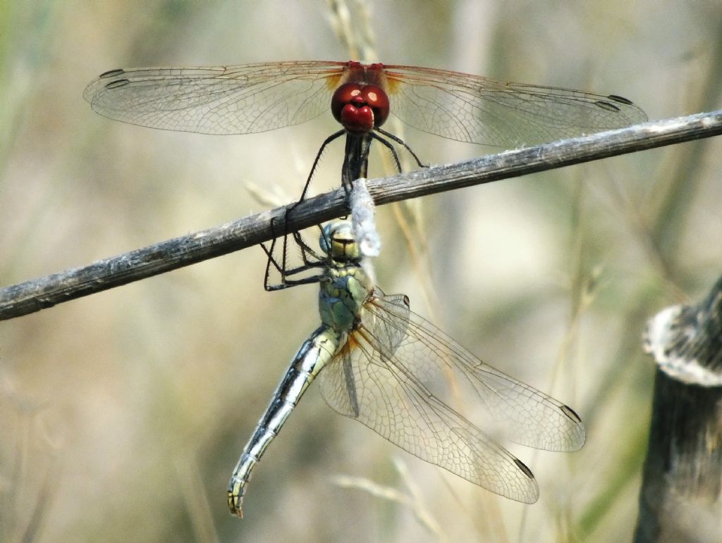 Sympetrum fonscolombii photo-shoot