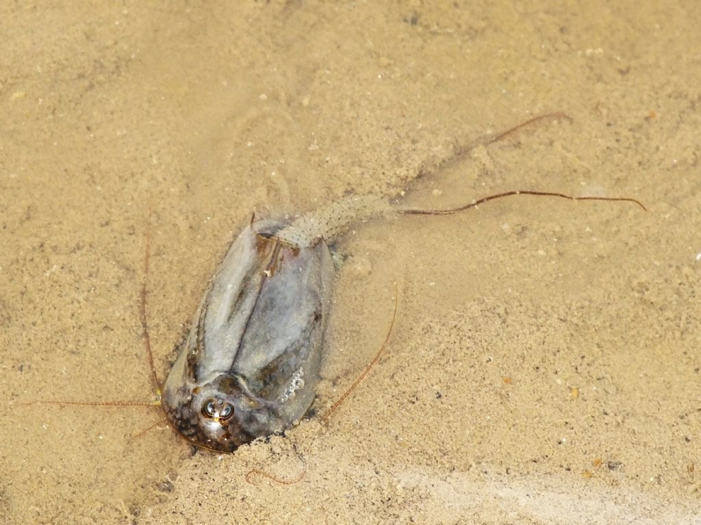 Triops cancriformis