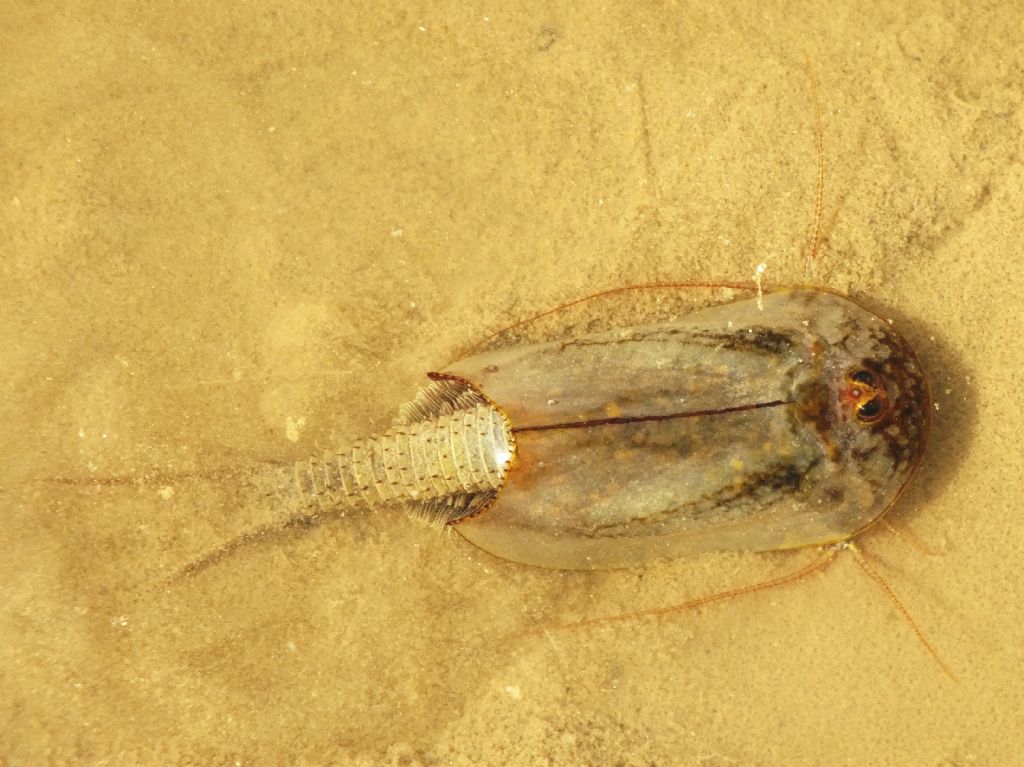Triops cancriformis