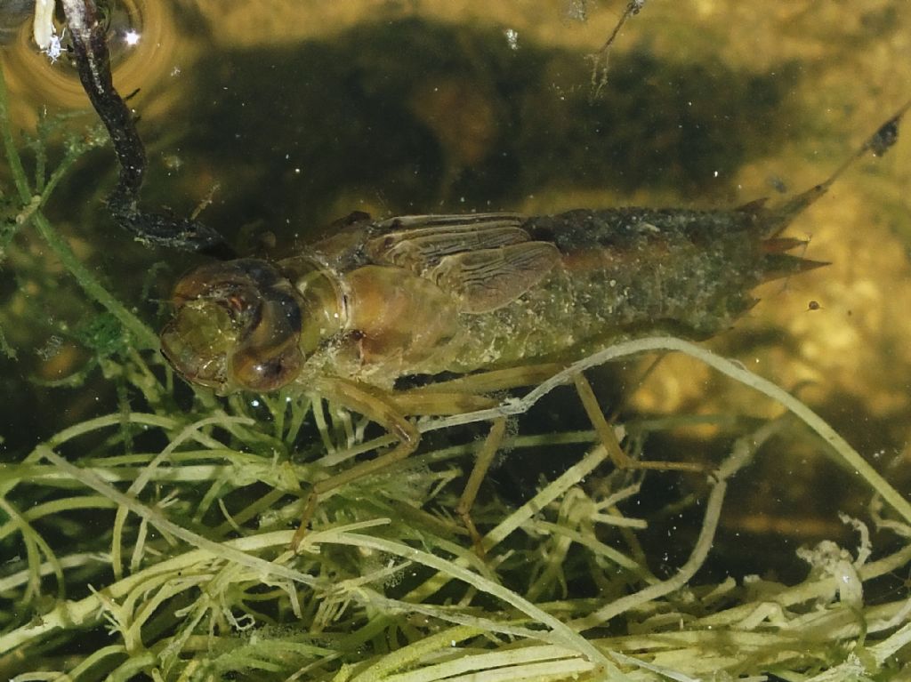 Larva di Anax sp.