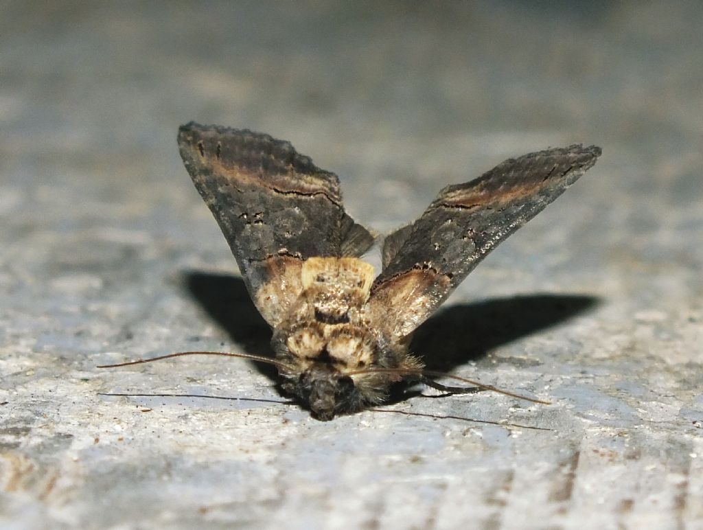 Abrostola sp. (Noctuidae Plusiinae)