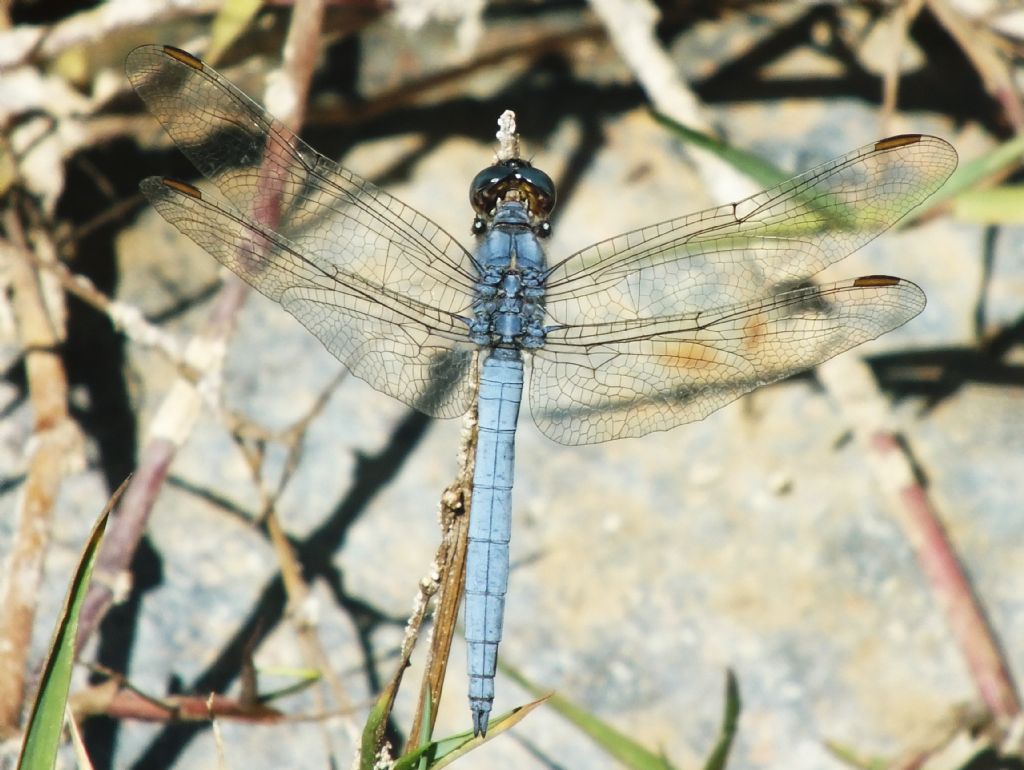 Orthetrum coerulescens anceps