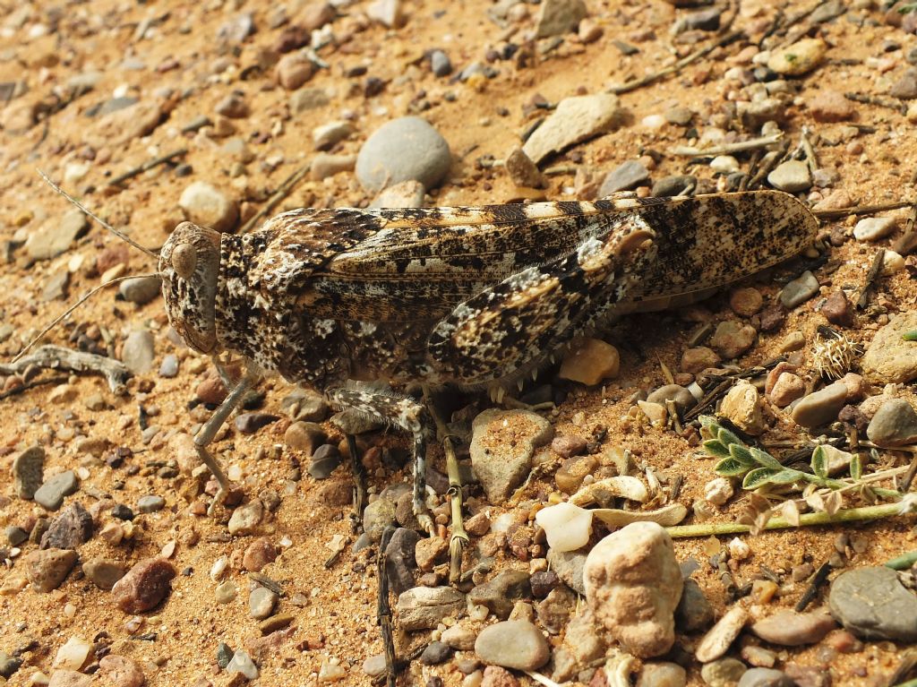 Cavalletto marocchino
