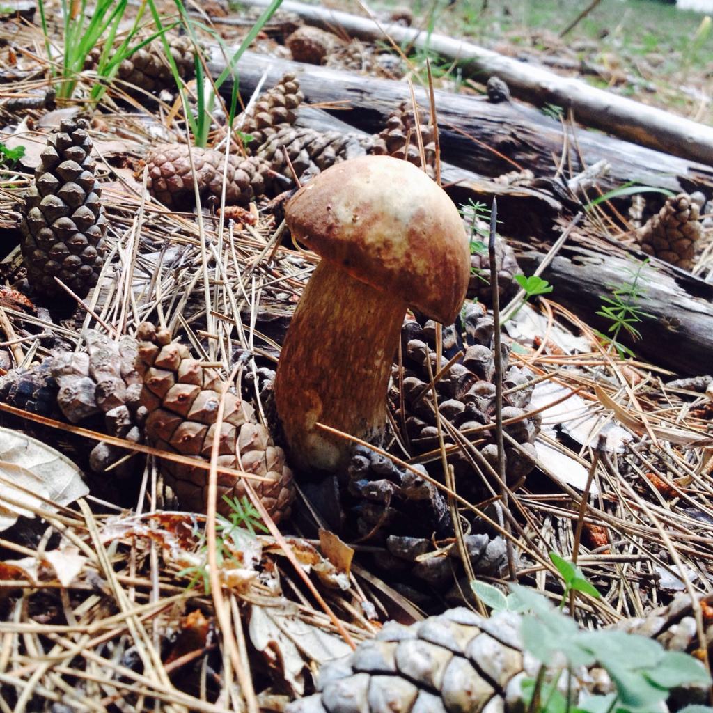 Identificazione Boletus