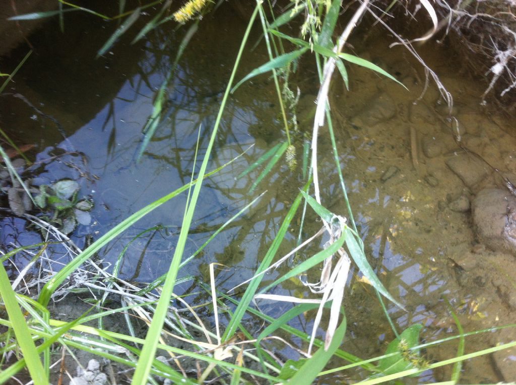 Piccolo paradiso incontaminato per gli anfibi.