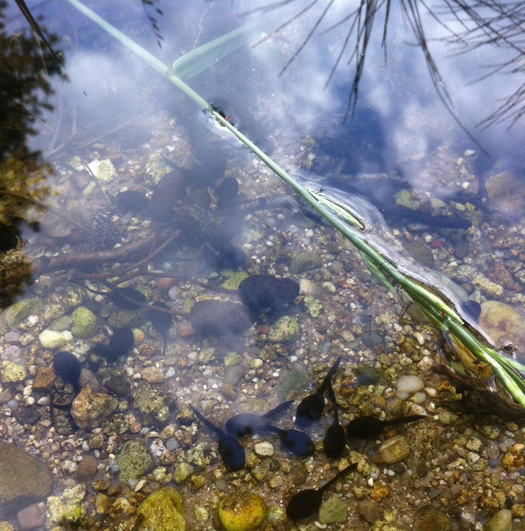 Piccolo paradiso incontaminato per gli anfibi.