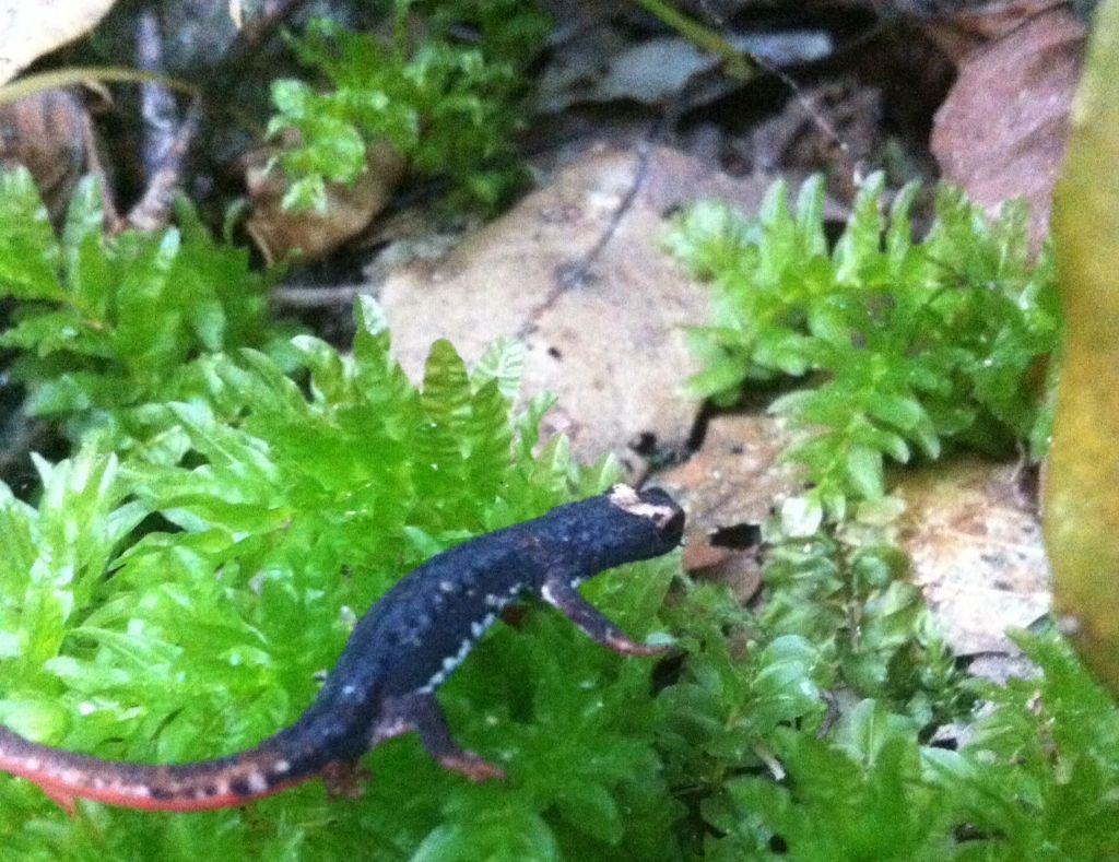 Plagiomnium undulatum