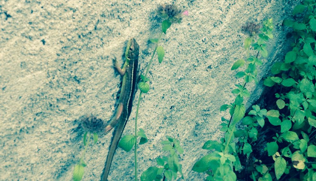 Lacerta bilineata