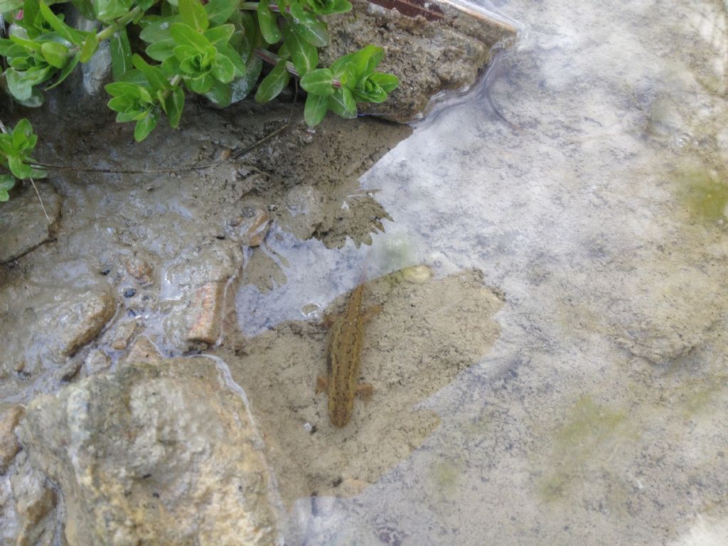 Tritoni italici (Lissotriton italicus) in attivit!