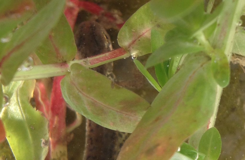 Tritoni italici (Lissotriton italicus) in attivit!