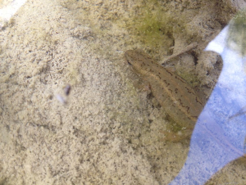 Tritoni italici (Lissotriton italicus) in attivit!