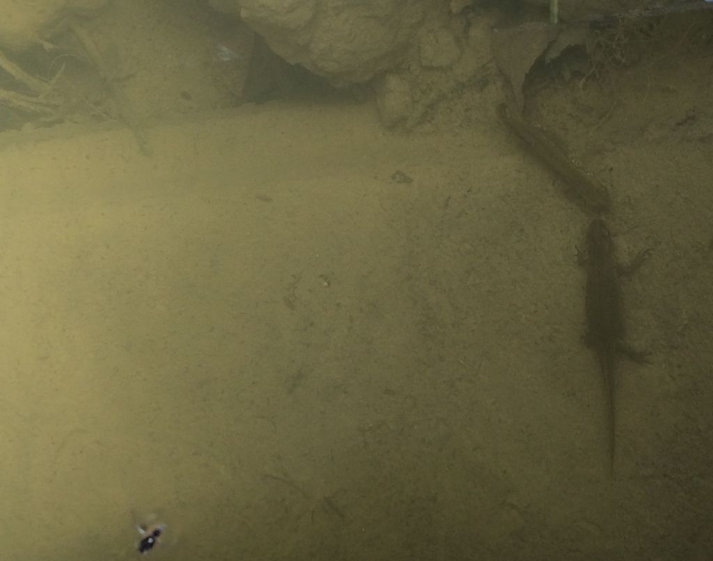 Tritoni italici (Lissotriton italicus) in attivit!