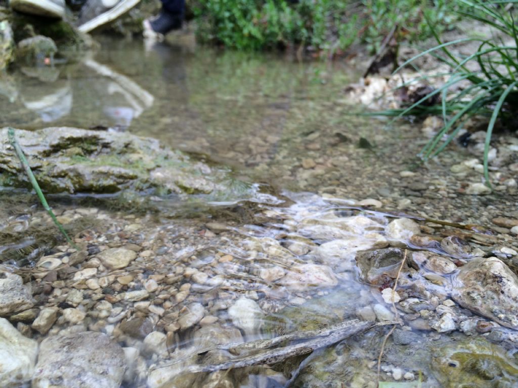 Tritoni italici (Lissotriton italicus) in attivit!
