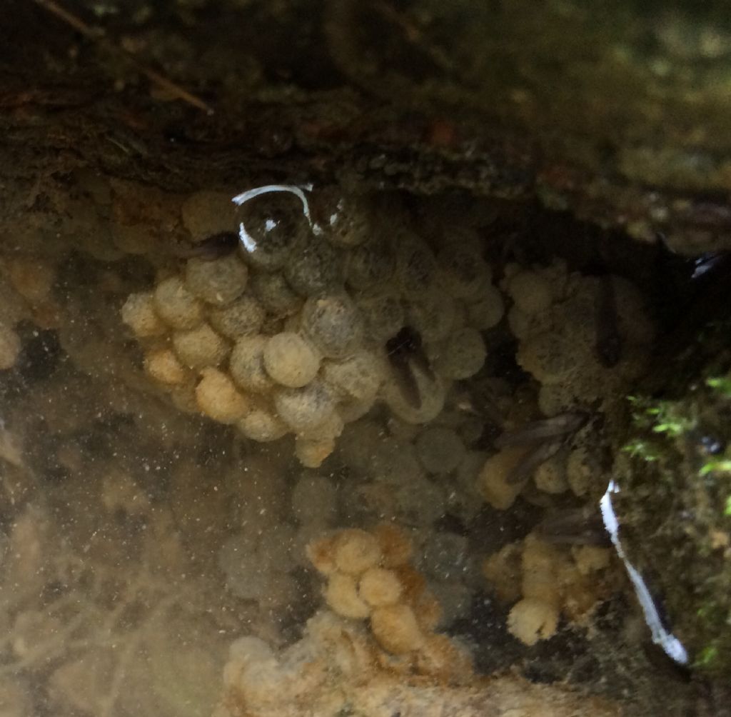 Tritoni italici (Lissotriton italicus) in attivit!