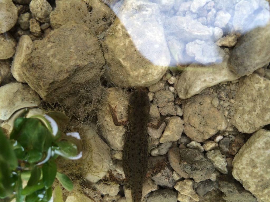 Tritoni italici (Lissotriton italicus) in attivit!