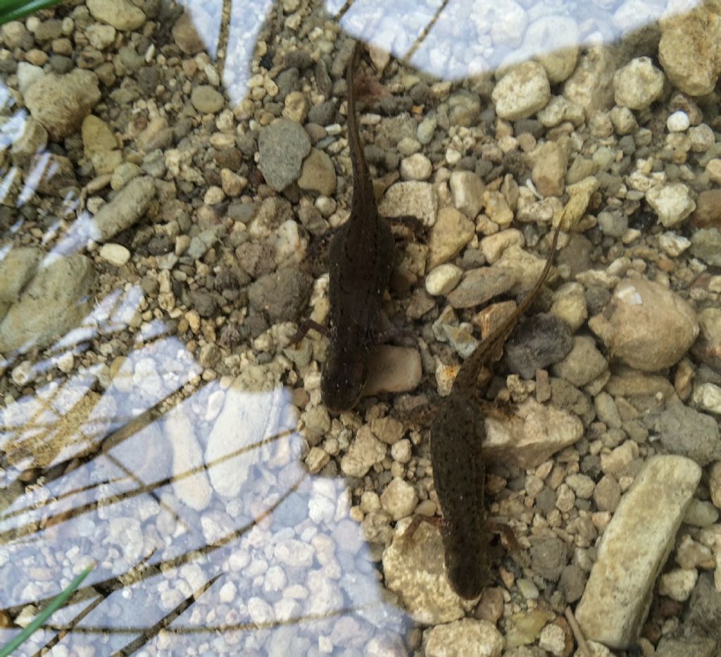 Tritoni italici (Lissotriton italicus) in attivit!