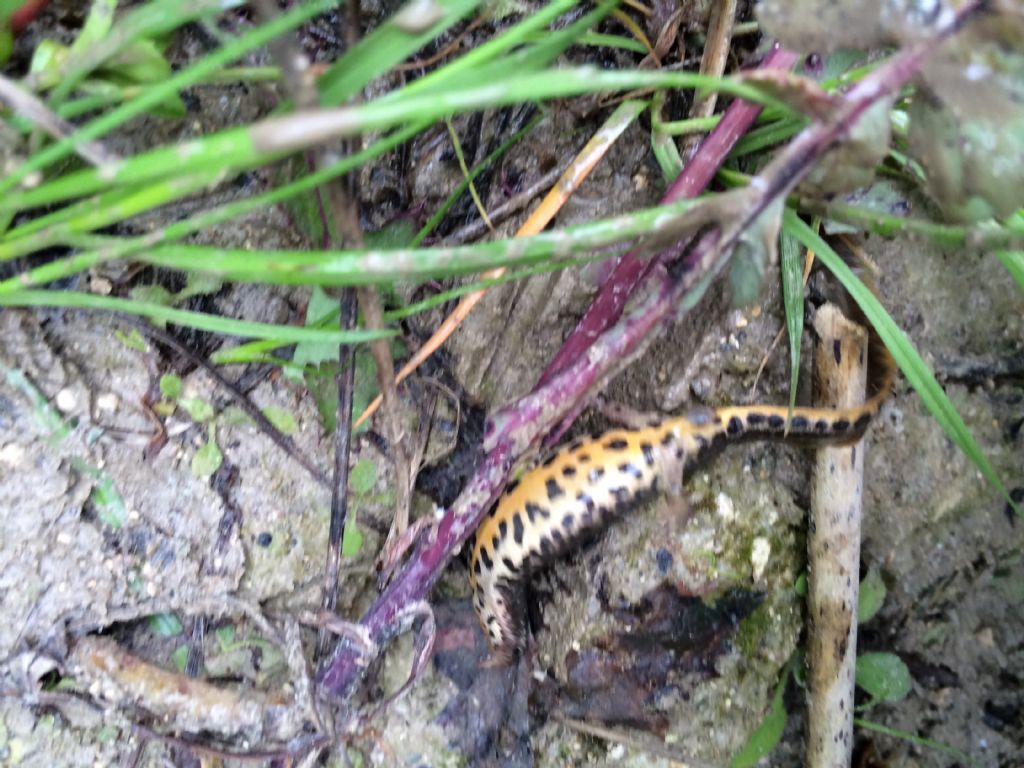 Tritoni italici (Lissotriton italicus) in attivit!