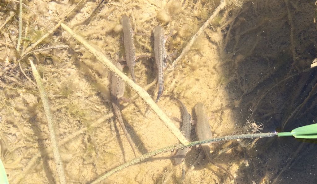 Tritoni italici (Lissotriton italicus) in attivit!