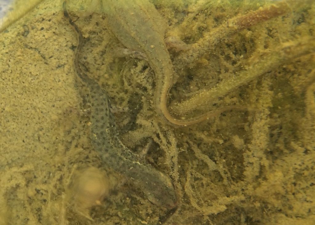 Tritoni italici (Lissotriton italicus) in attivit!