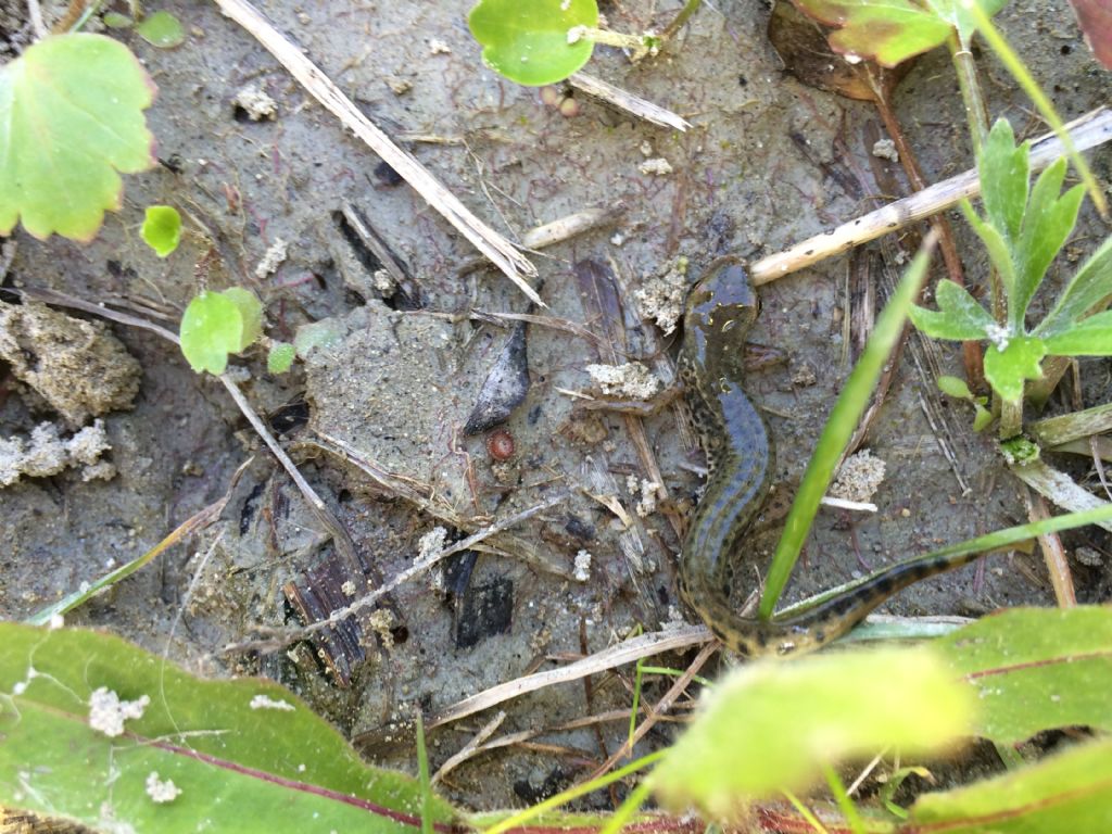 Tritoni italici (Lissotriton italicus) in attivit!