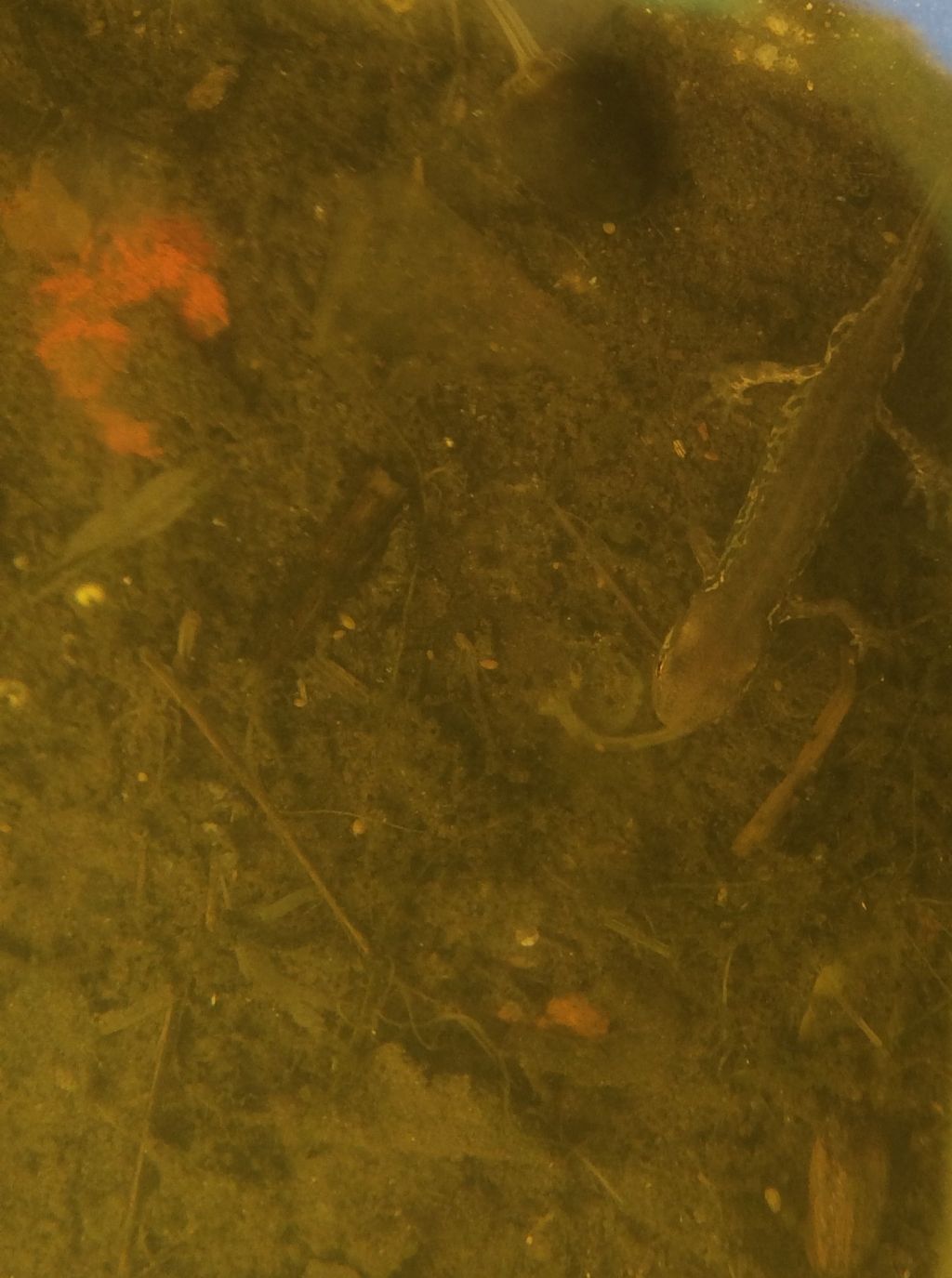 Tritoni italici (Lissotriton italicus) in attivit!