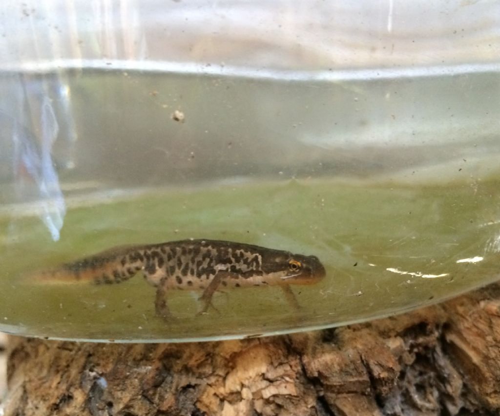 Tritoni italici (Lissotriton italicus) in attivit!