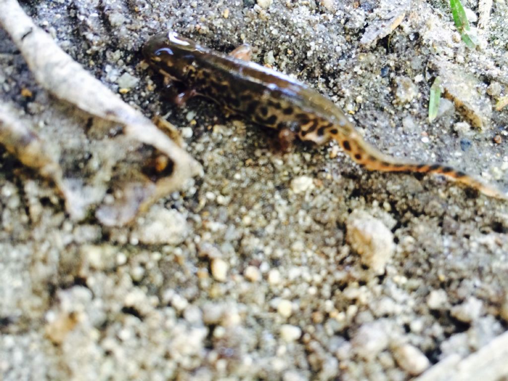 Tritoni italici (Lissotriton italicus) in attivit!