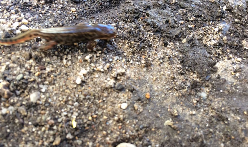 Tritoni italici (Lissotriton italicus) in attivit!