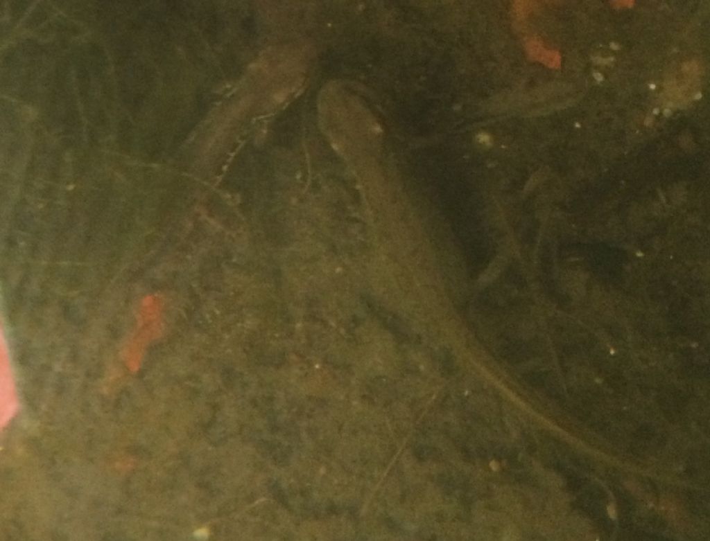 Tritoni italici (Lissotriton italicus) in attivit!