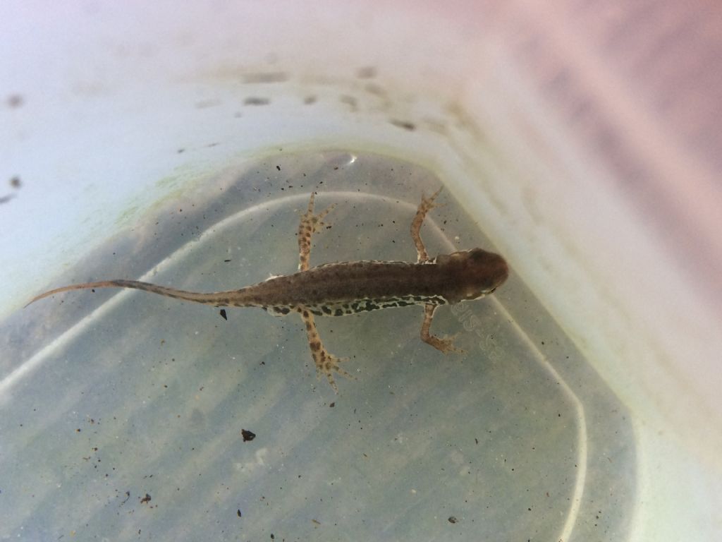 Tritoni italici (Lissotriton italicus) in attivit!