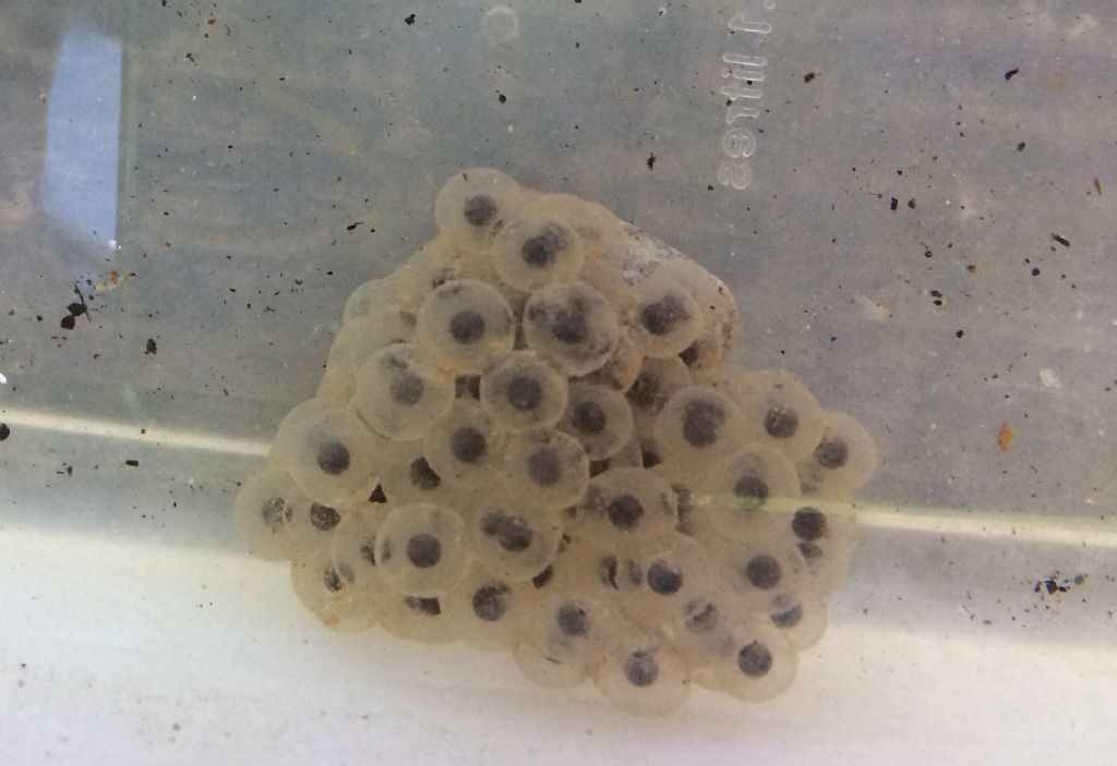 Tritoni italici (Lissotriton italicus) in attivit!