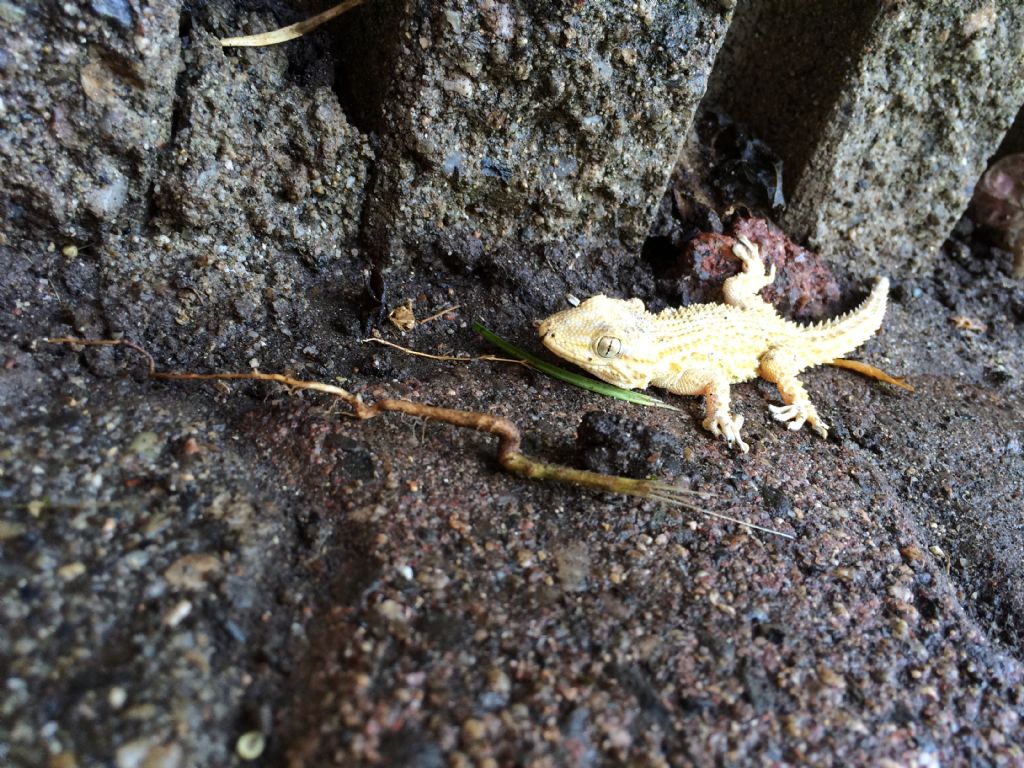 Tarentula mauritanica... Albina?