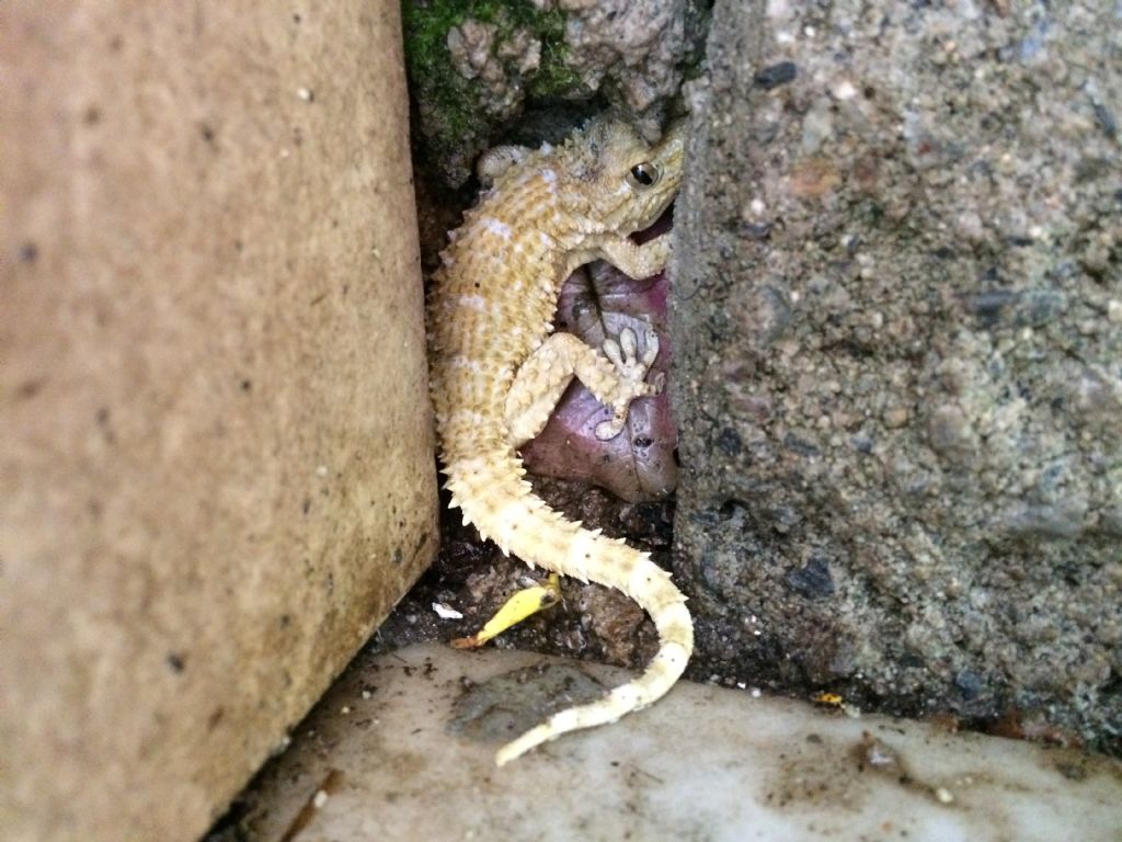 Tarentula mauritanica... Albina?