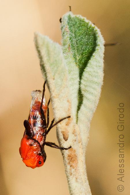 Tropidothorax leucopterus: da ninfa ad adulto
