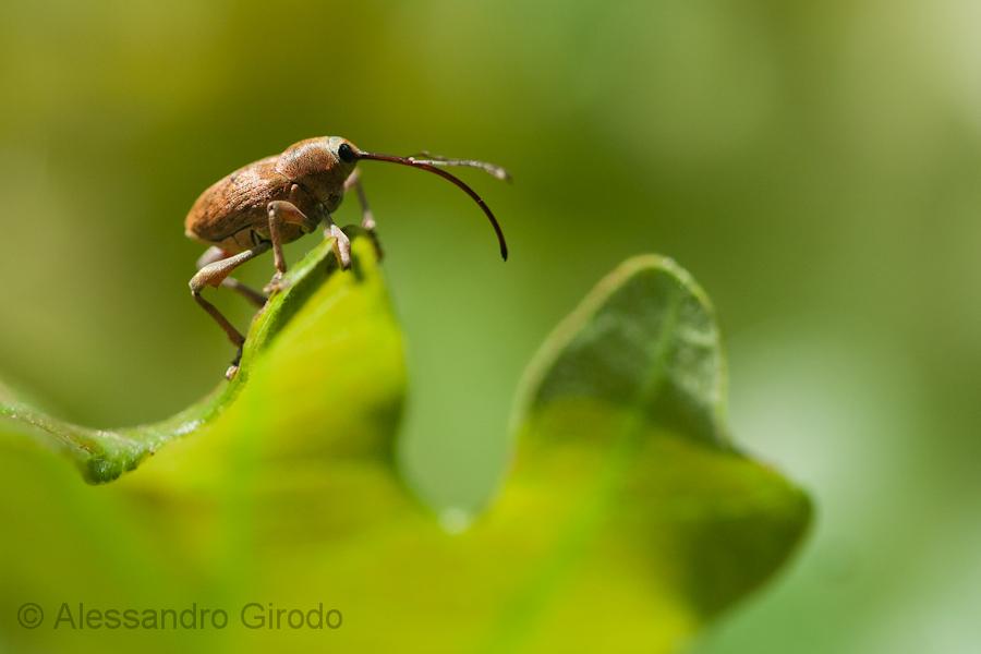 Curculio glandium - Curculionidae