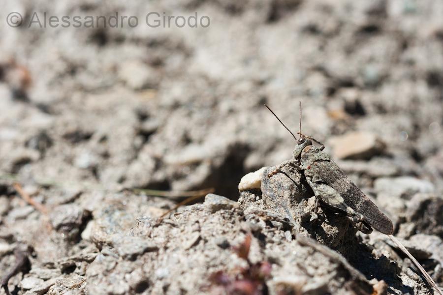 Un paio d''ore tra le cavallette...e non solo!