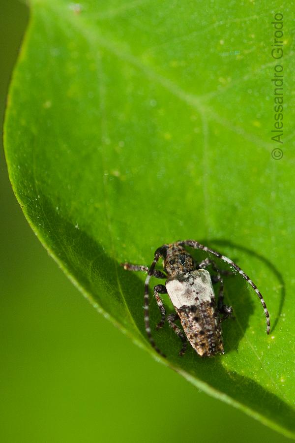 Pogonocherus hispidulus