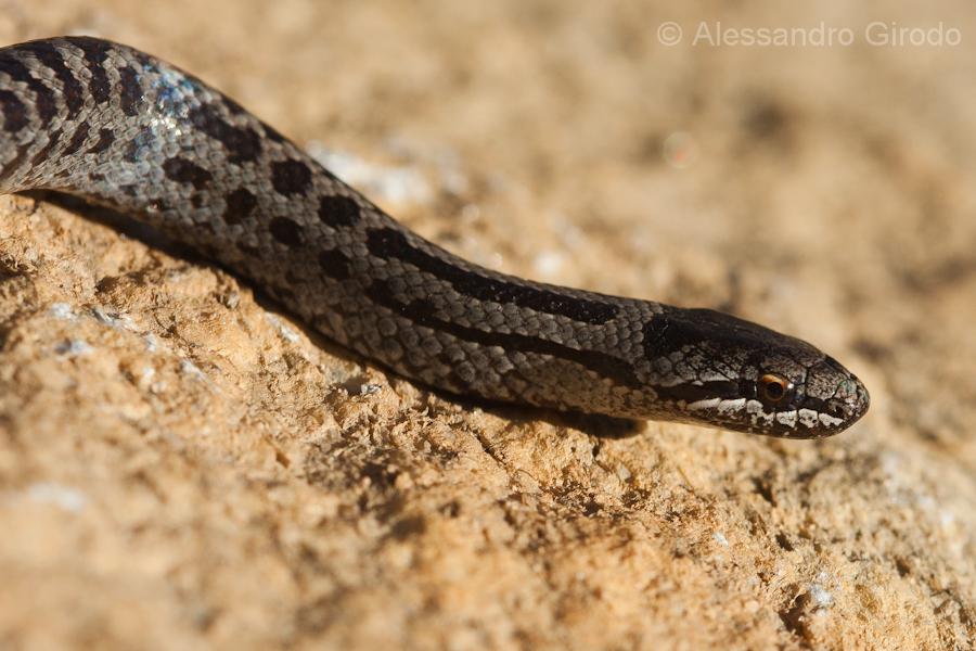 Coronella austriaca?