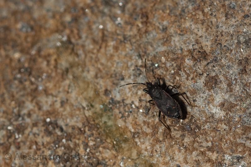 Lygaeidae: Eremocoris plebejus in Val di Susa (TO)