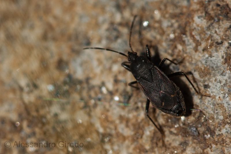 Lygaeidae: Eremocoris plebejus in Val di Susa (TO)