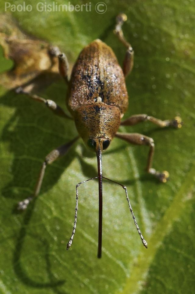 Curculio glandium - Curculionidae