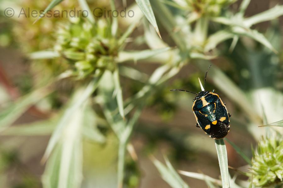 Un paio d''ore tra le cavallette...e non solo!