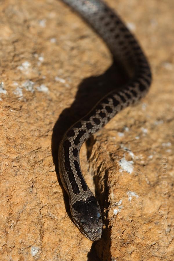 Coronella austriaca?