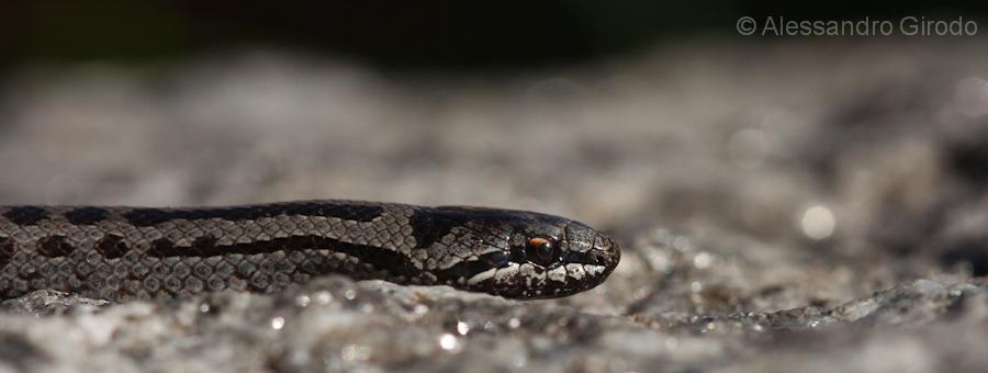 Coronella austriaca?