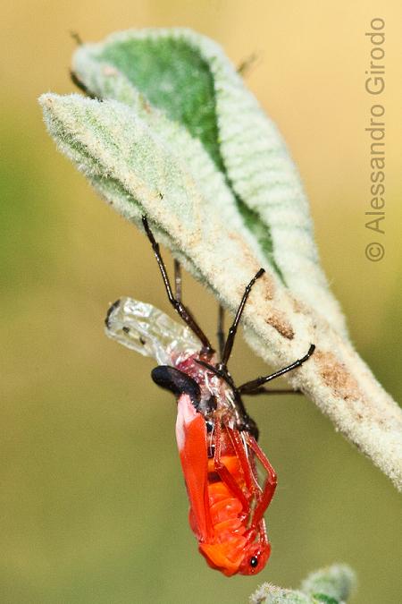 Tropidothorax leucopterus: da ninfa ad adulto