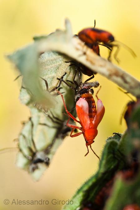 Tropidothorax leucopterus: da ninfa ad adulto