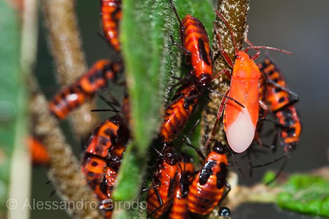 Tropidothorax leucopterus: da ninfa ad adulto