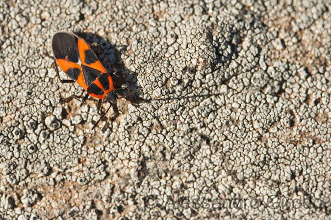 Un paio d''ore tra le cavallette...e non solo!