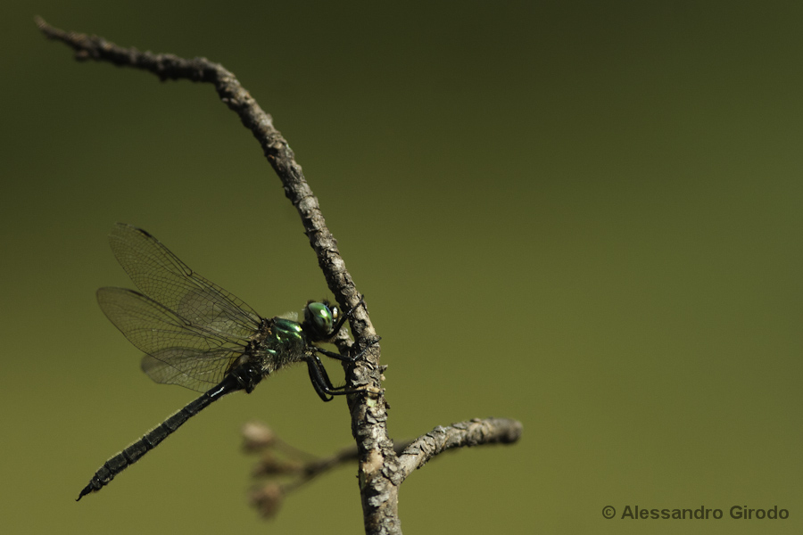 Somatochlora alpestris